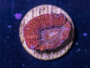 C25 - Acan Bowerbanki