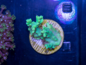 D21 - Acropora