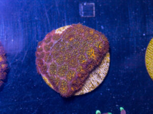 D23 - Leptastrea