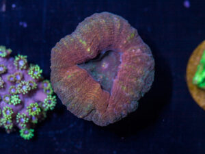 D27 - Lobophyllia
