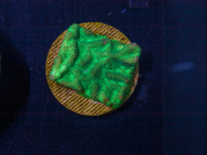 D28 - Merulina