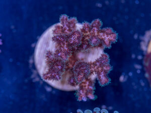 E16 - Pocillopora