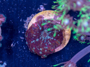 E17 - Corallimorph