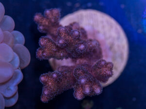 E20 - Pocillopora