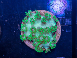 E21 - Goniopora