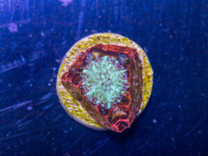 E22 - Lobophyllia
