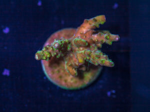 E28 - Acropora