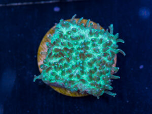 F09 - Slipper Fungia