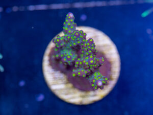 F10 - Acropora