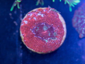 F11 - Acan Bowerbanki