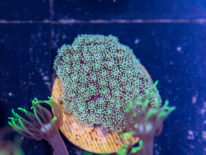 F18 - Berdnardpora