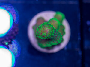 F21 - Stylophora