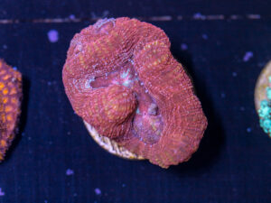 F27 - Acan Bowerbanki