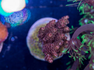 G12 - Acropora
