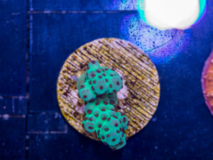 G14 - Acropora