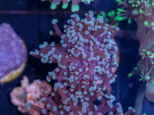 G25 - Frogspawn