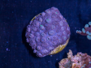 G26 - Goniopora