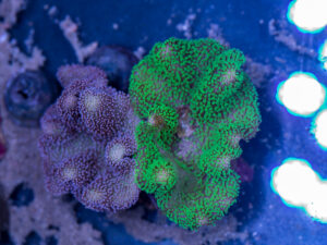 Toadstool Leather Combo