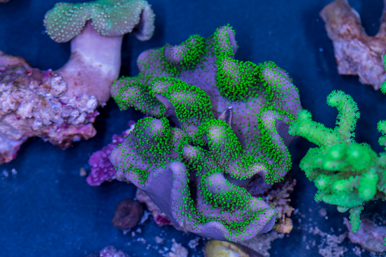 Toadstool Leather 1 Toadstool Leather