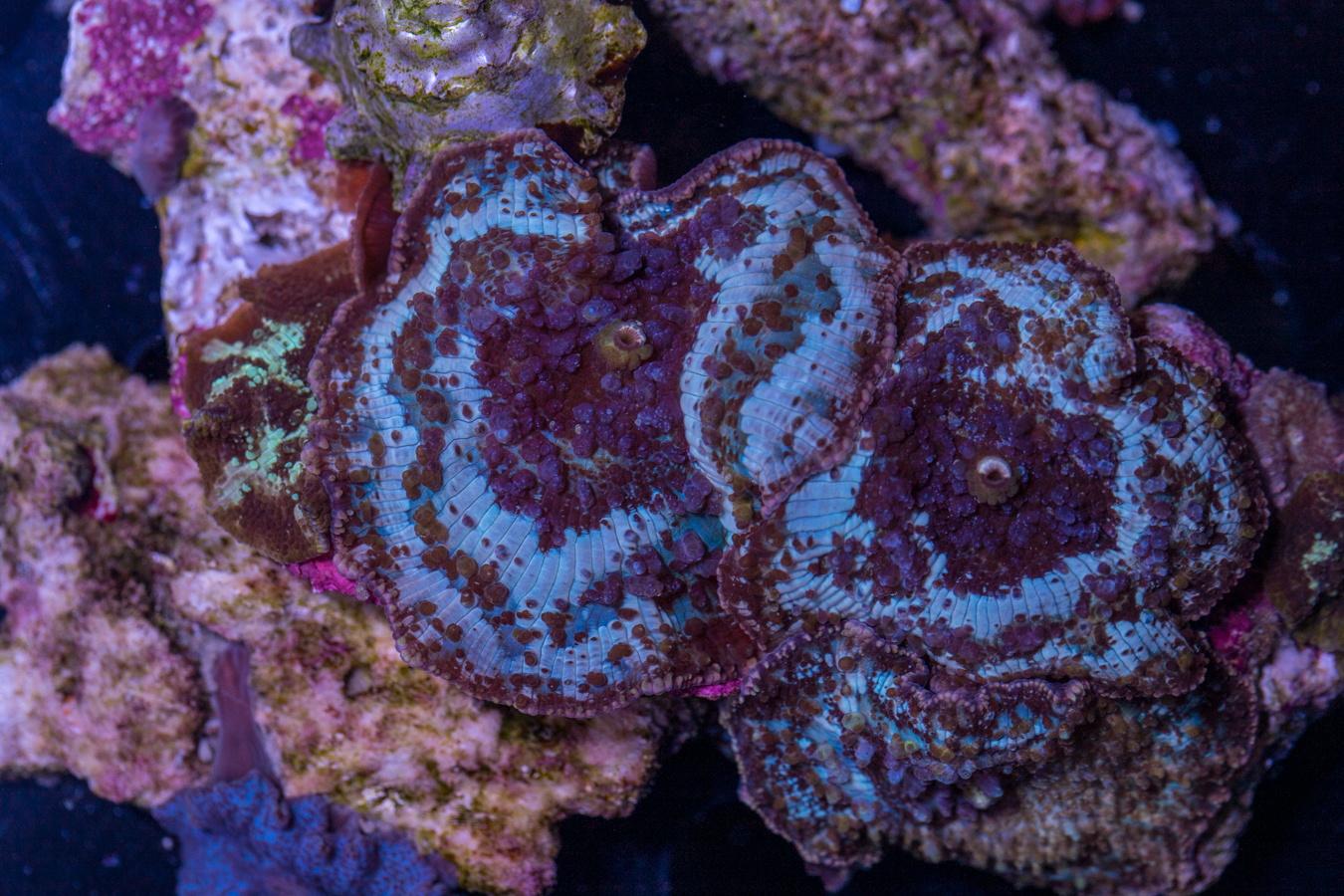 Corallimorph 1 Corallimorph