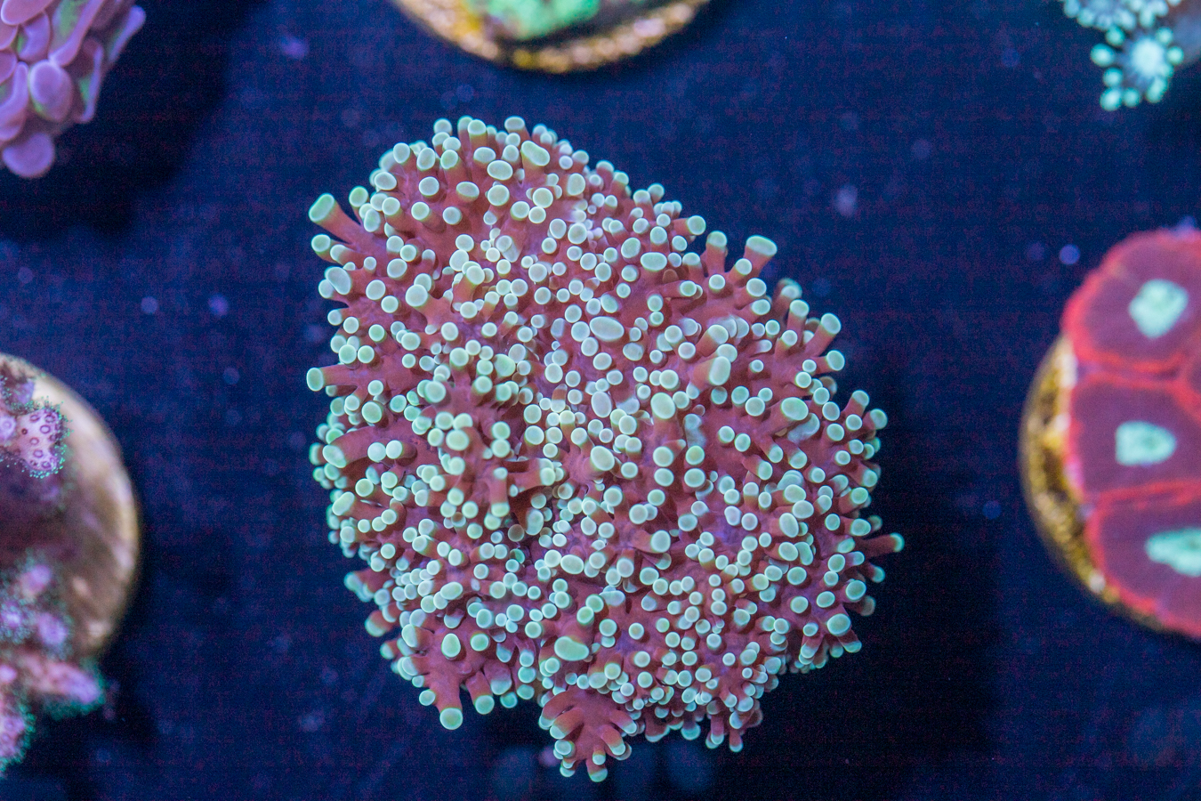 A26 - Frogspawn 1 A26 - Frogspawn