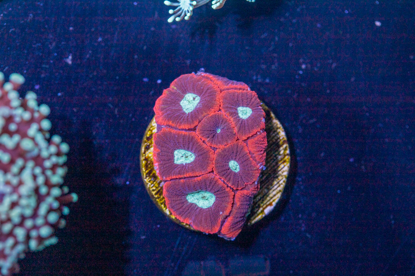 A27 - Favia 1 A27 - Favia