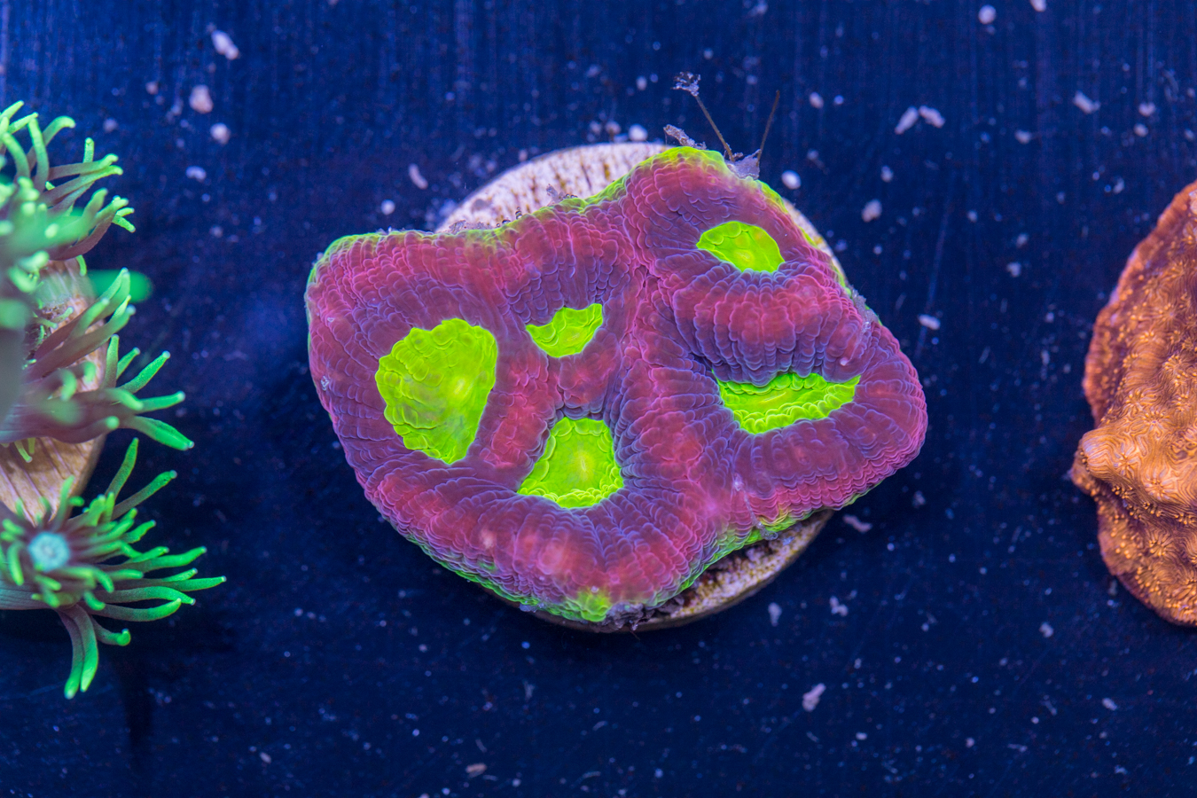 B16 - Favia 1 B16 - Favia