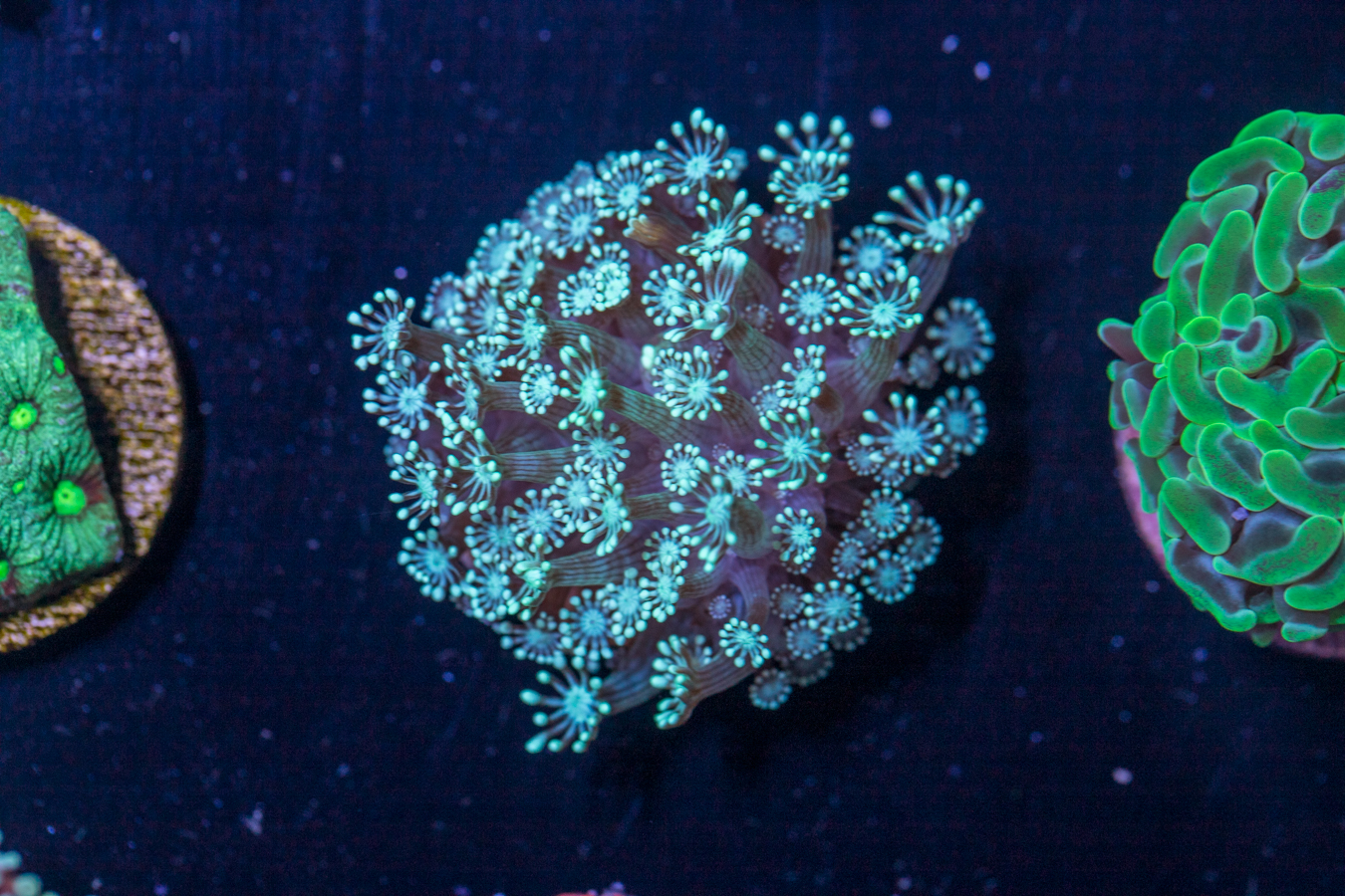 B27 - Alveopora 1 B27 - Alveopora