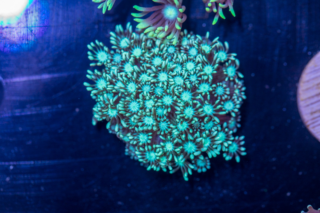 D23 - Alveopora 1 D23 - Alveopora