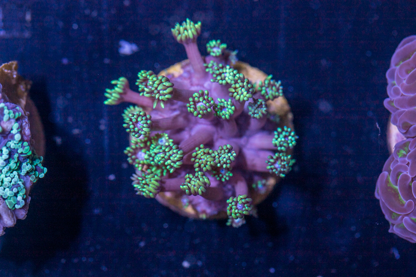 D27 - Goniopora 1 D27 - Goniopora