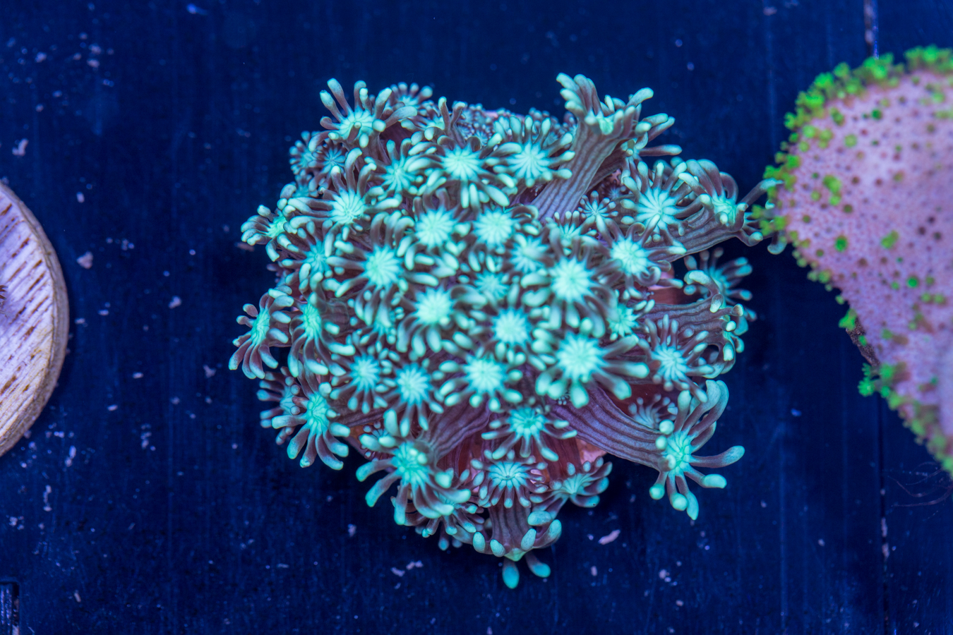 E17 - Alveopora 1 E17 - Alveopora