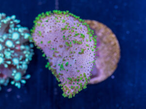 E18 - Toadstool Leather