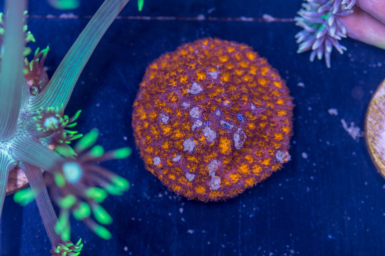 F16 - Leptastrea 1 F16 - Leptastrea