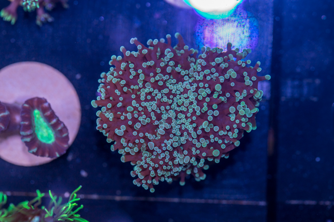 G21 - Frogspawn 1 G21 - Frogspawn