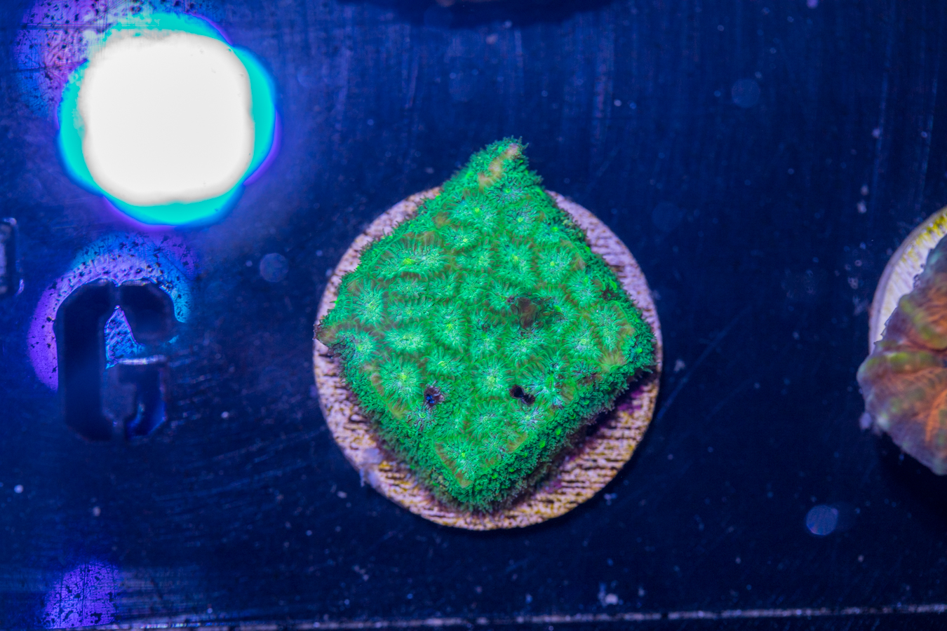 G22 - Leptastrea 1 G22 - Leptastrea