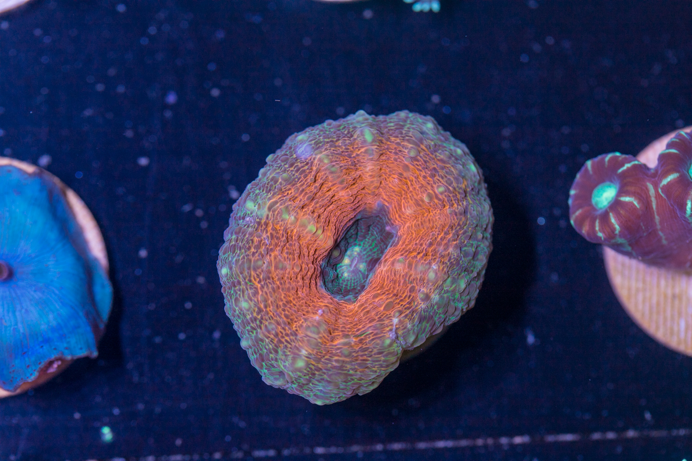 G26 - Lobophyllia 1 G26 - Lobophyllia