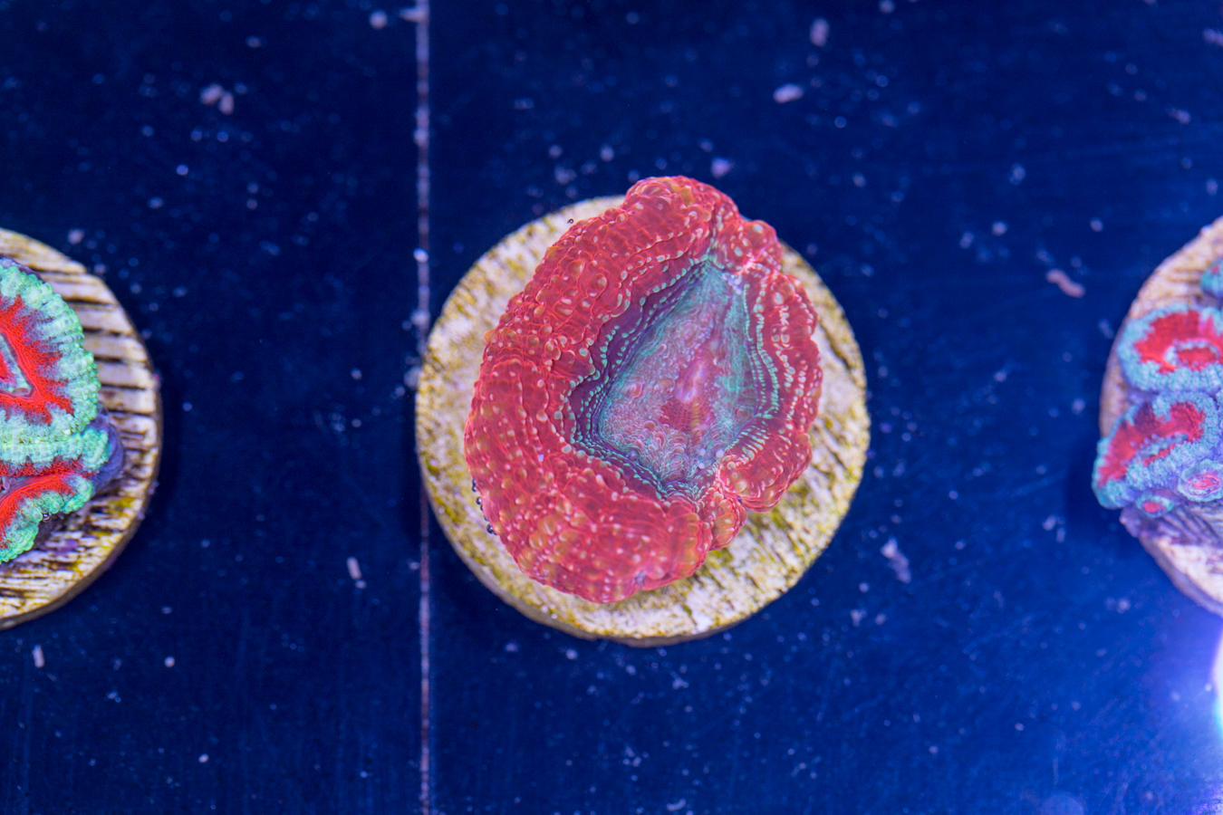 H18 - Bowerbanki 1 H18 - Bowerbanki