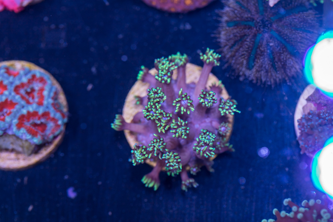 H20 - Goniopora 1 H20 - Goniopora