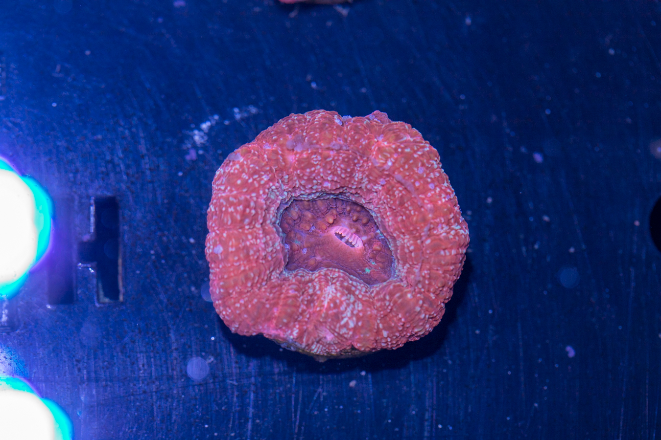 H22 - Bowerbanki 1 H22 - Bowerbanki