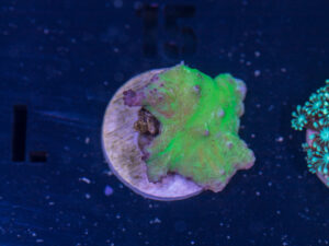 L15 - Rooster Comb Leather