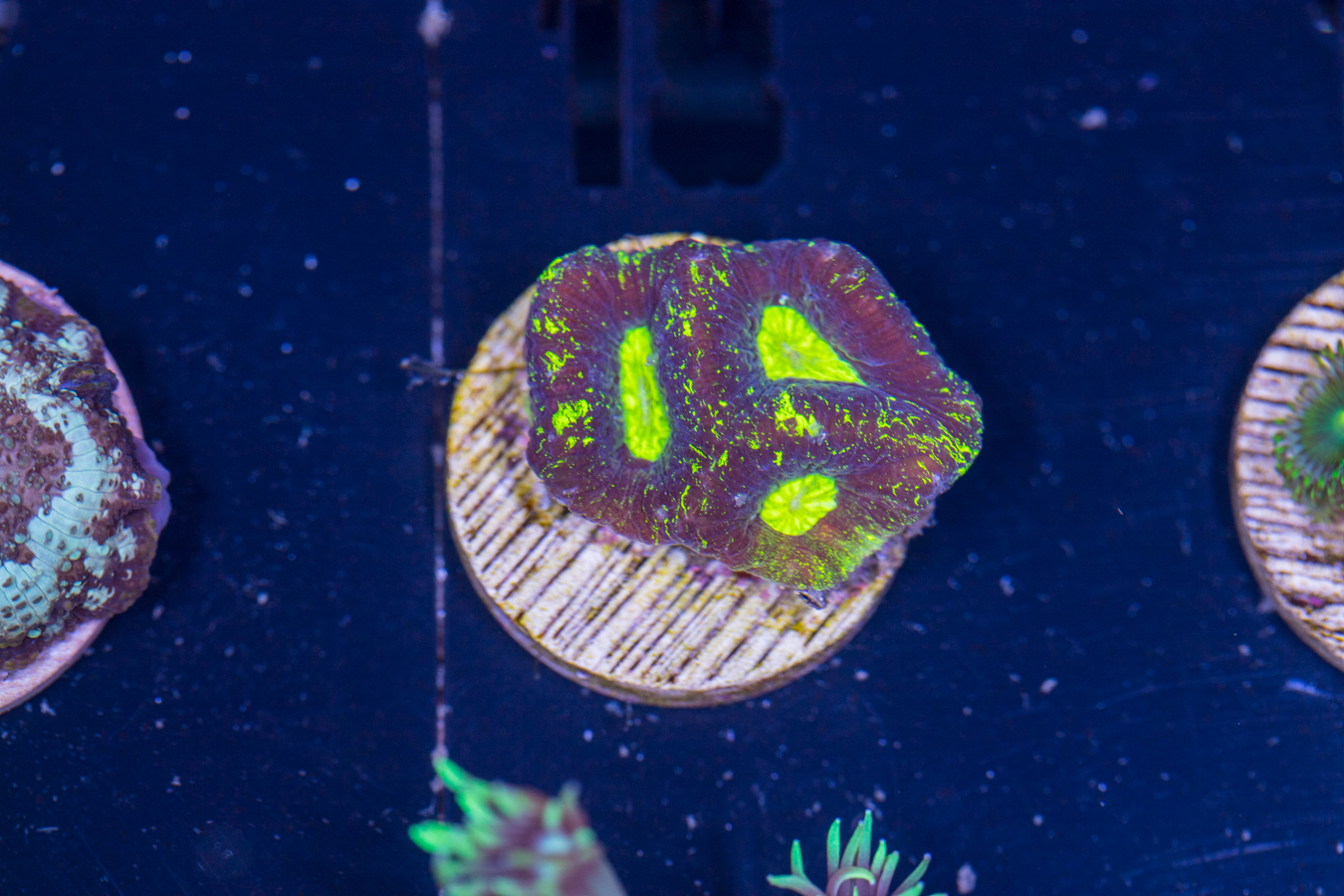 L18 - Goniastrea 1 L18 - Goniastrea