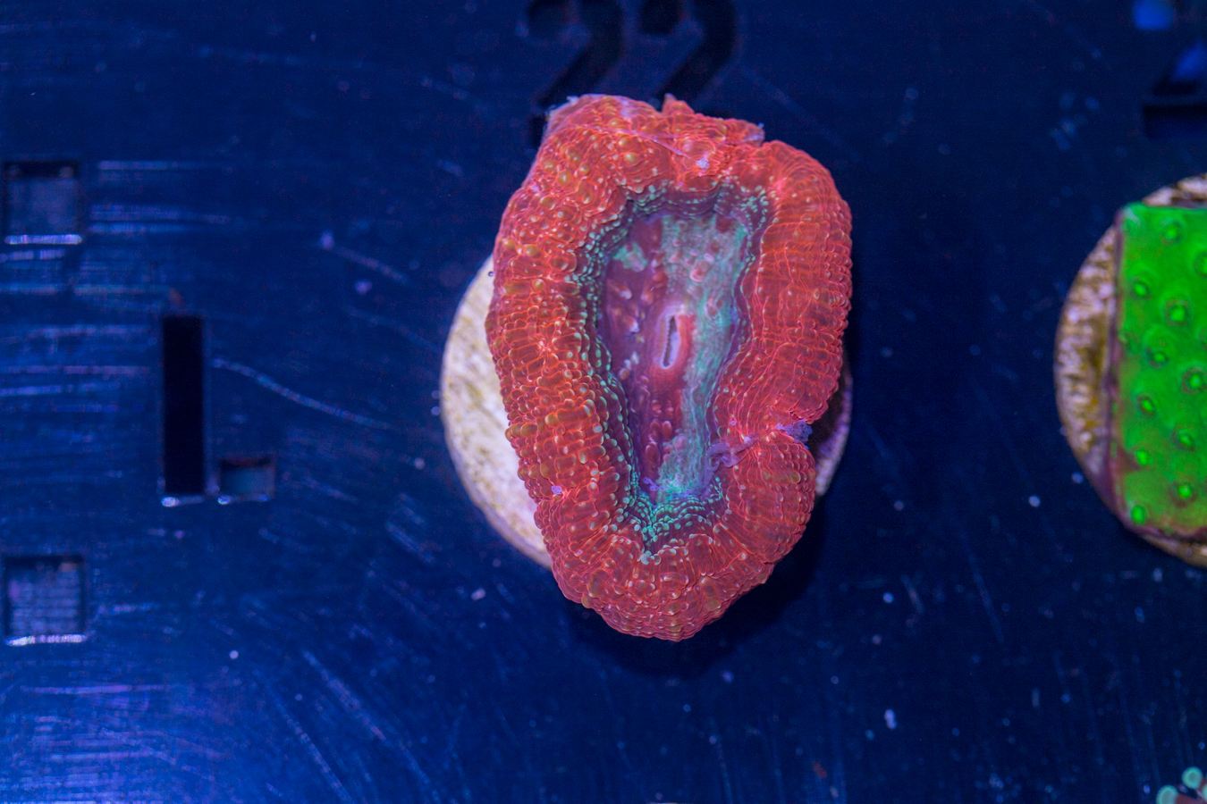 L22 - Bowerbanki 1 L22 - Bowerbanki