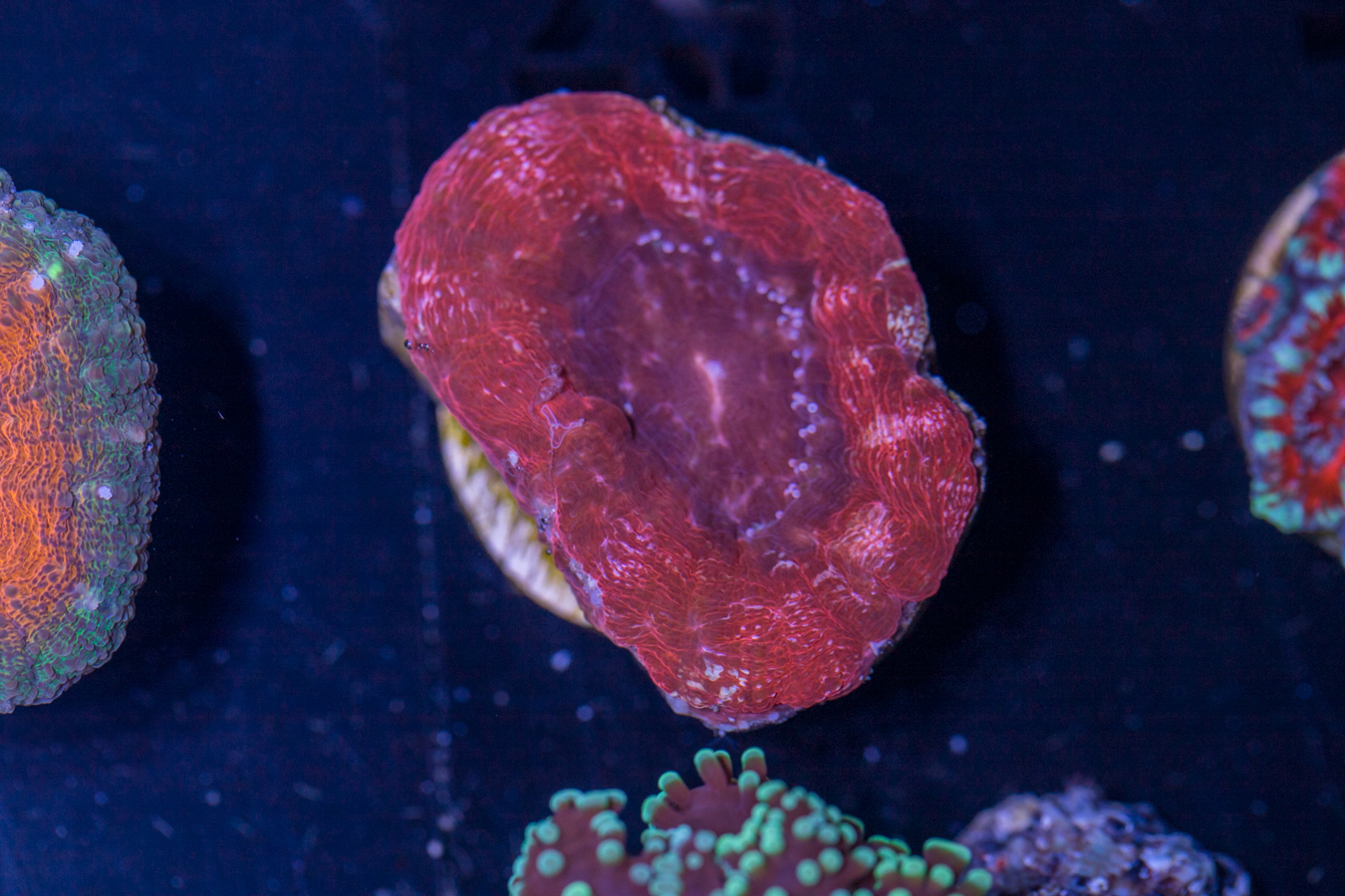 L25 - Bowerbanki 1 L25 - Bowerbanki