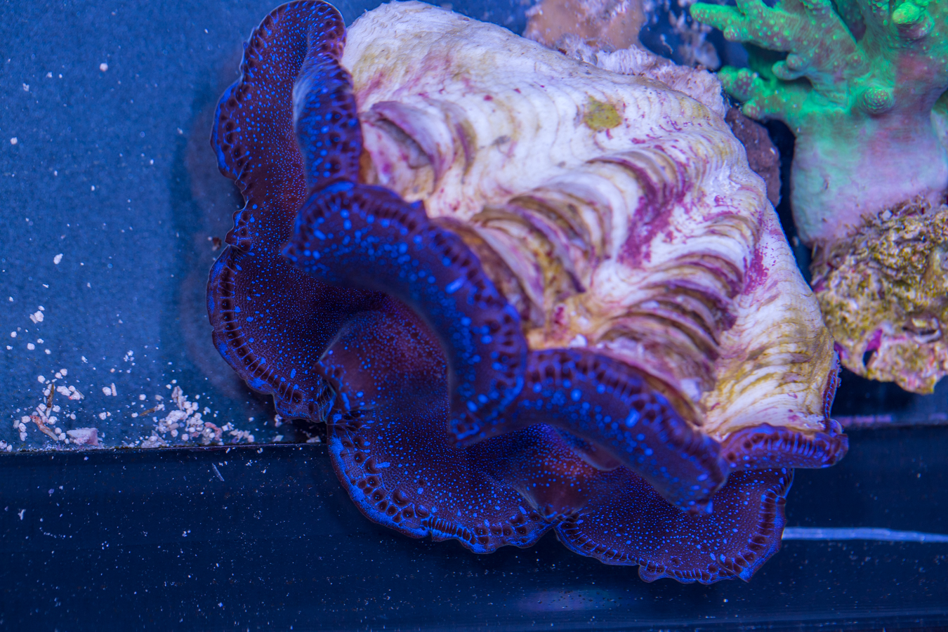 Clam - Maxima 1 Clam - Maxima