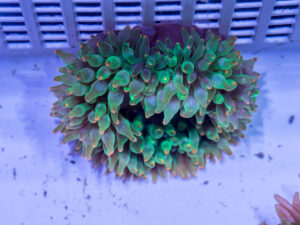 Bubble Tip Anemone