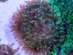 Bubble Tip Anemone