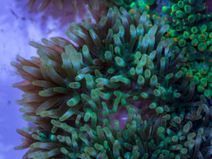 Bubble Tip Anemone