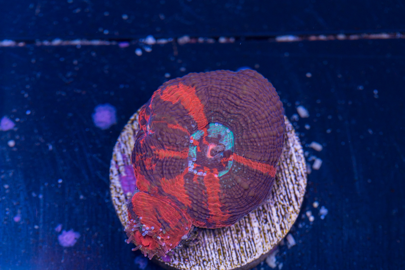 Acan - Bowerbanki 1 Acan - Bowerbanki