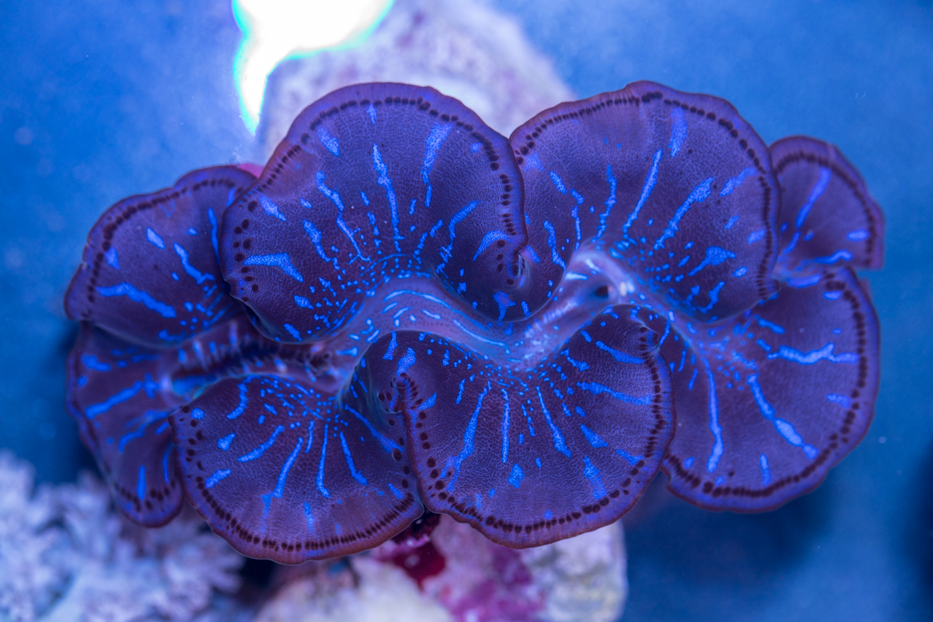 Clam - Maxima 1 Clam - Maxima