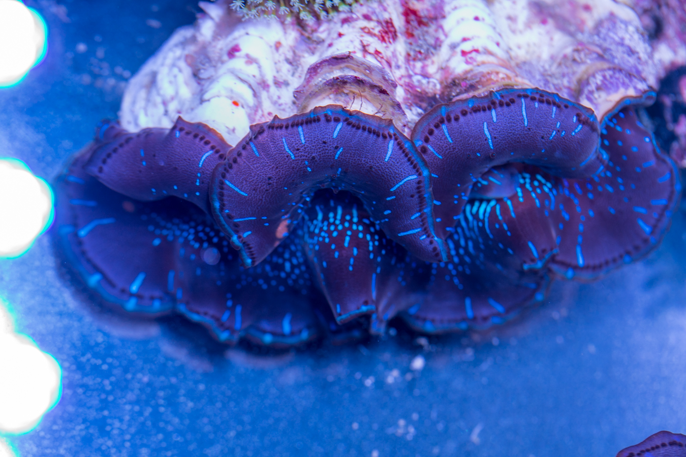 Clam - Maxima 1 Clam - Maxima